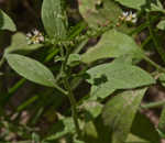 Fourspike heliotrope